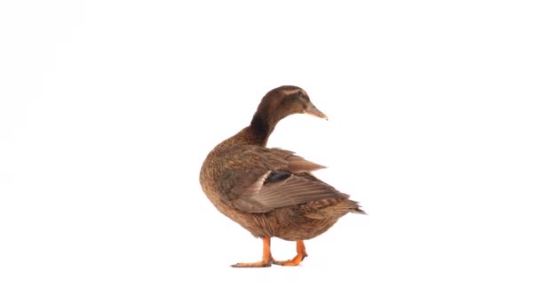 在白色屏幕上查出的雄性棕色鸭子 — 图库视频影像