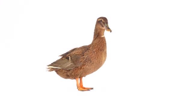 Male Brown Duck Isolated White Screen — Stock Video