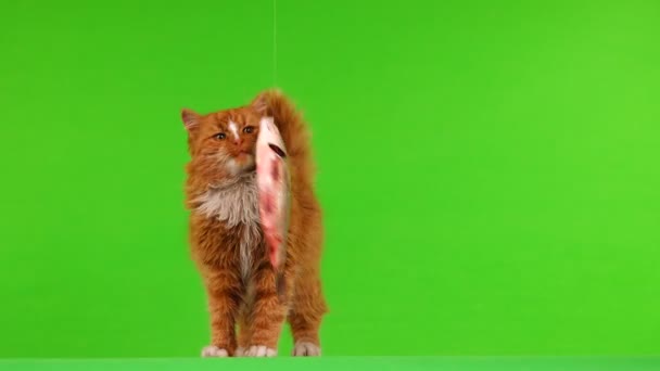 Gato Marrón Jugando Con Peces Viaje Pesca Una Pantalla Verde — Vídeos de Stock