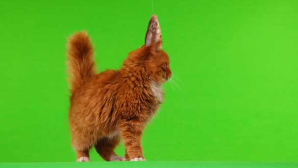 Bruine Kat Spelen Met Vis Een Visreis Een Groen Scherm — Stockvideo