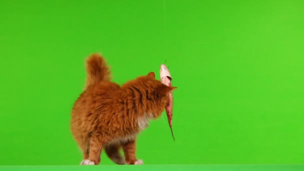 Brown Cat Playing Fish Fishing Trip Green Screen — Stock Video