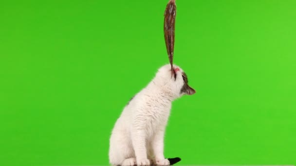 Gato Blanco Jugando Con Peces Pesca Una Pantalla Verde — Vídeos de Stock