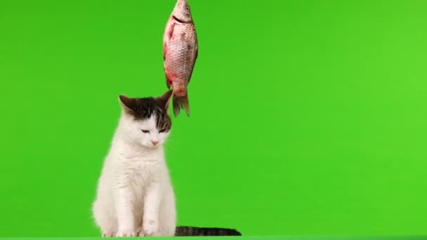 Gato Branco Brincando Com Peixes Pesca Uma Tela Verde — Vídeo de Stock