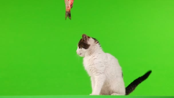 白猫の緑のスクリーン上の釣りで魚と遊ぶ — ストック動画