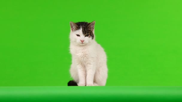 Gato Blanco Deja Marco Pantalla Una Pantalla Verde — Vídeos de Stock