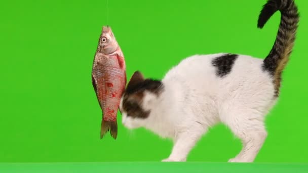 White Cat Playing Fish Fishing Green Screen — Stock Video