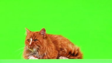 Yalan ve üzerinde yeşil bir ekran bakındım zencefil kedi