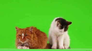 yeşil ekranda izole kırmızı ve beyaz kedi