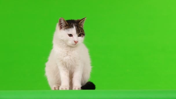 Gato Blanco Deja Marco Pantalla Una Pantalla Verde — Vídeos de Stock