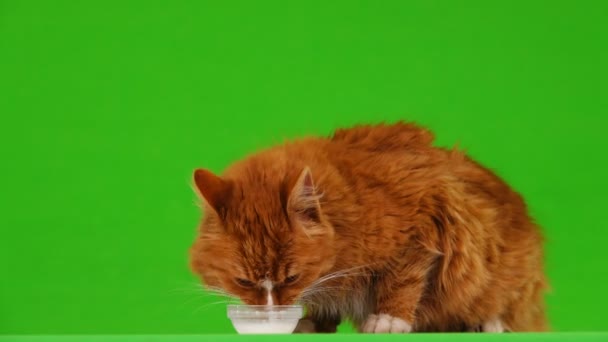 Braune Katze Trinkt Milch Auf Grünem Bildschirm — Stockvideo