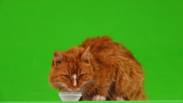 Gato Marrón Bebiendo Leche Una Pantalla Verde — Vídeos de Stock