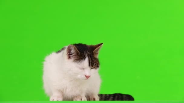 Gato Blanco Mirando Diferentes Direcciones Una Pantalla Verde — Vídeos de Stock