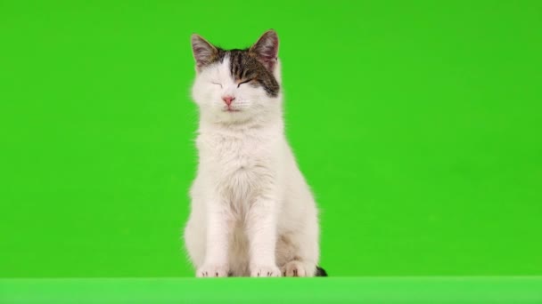 Beyaz Kedi Yeşil Bir Ekran Üzerinde Farklı Yönlere Seyir — Stok video