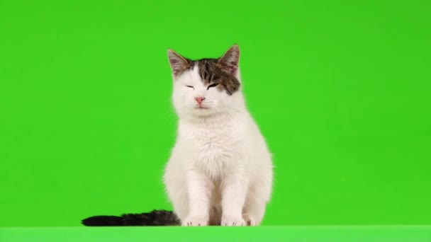 White Cat Looking Different Directions Green Screen — Stock Video