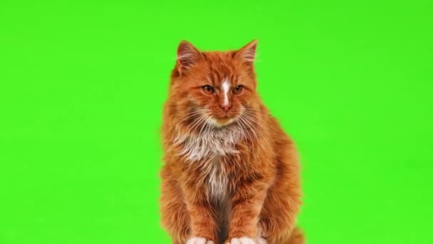 Ginger Gato Deitado Olhou Volta Uma Tela Verde — Vídeo de Stock