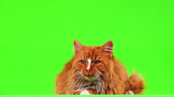 Ginger Gato Acostado Miró Alrededor Una Pantalla Verde — Vídeos de Stock