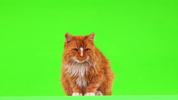 Ginger Cat Leżącego Rozejrzał Się Zielony Ekran — Wideo stockowe