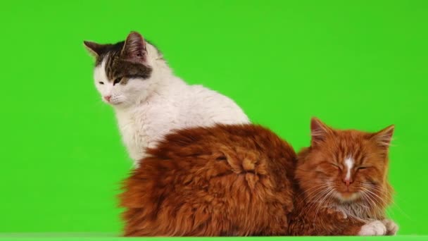 Yeşil Ekranda Izole Kırmızı Beyaz Kedi — Stok video