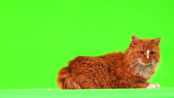 Gato Rojo Aislado Una Pantalla Verde — Vídeos de Stock
