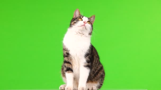 Gray Cat Looks Green Background — Stock Video