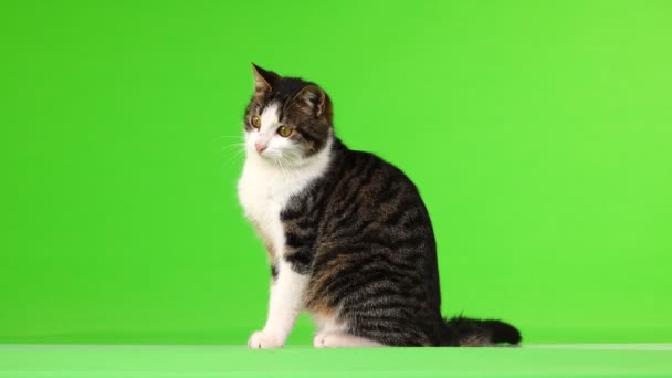 Γάτα Μοιάζει Διαφορετικές Κατευθύνσεις Και Αφήνει Την Πράσινη Οθόνη — Αρχείο Βίντεο