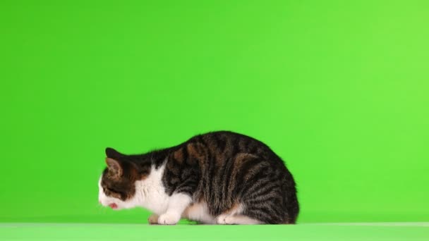 Серый Кот Ест Зеленом Фоне — стоковое видео