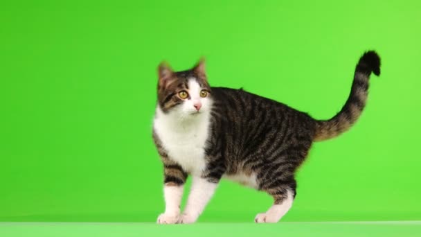 Сірий Кіт Залишає Рамку Зеленому Фоні — стокове відео