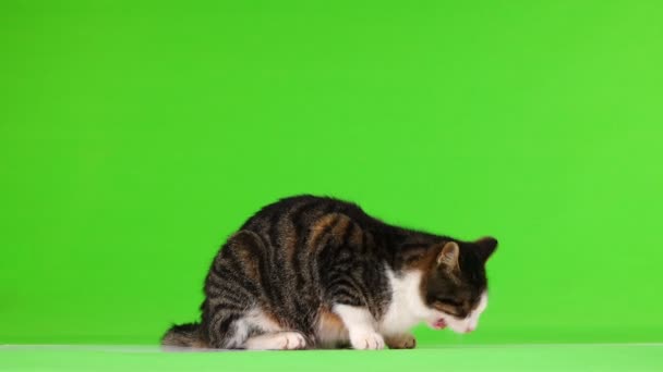 Chat Gris Mange Laisse Cadre Sur Fond Vert — Video