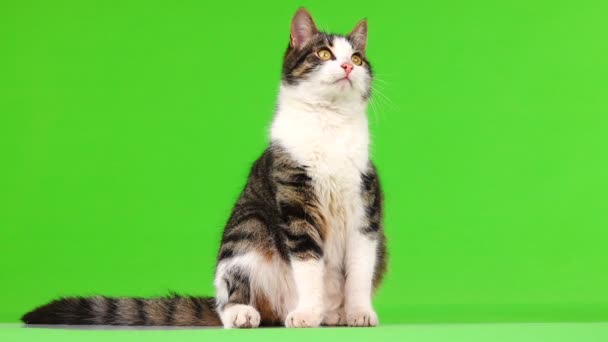 灰色の猫は緑の背景に別の方向に見える — ストック動画