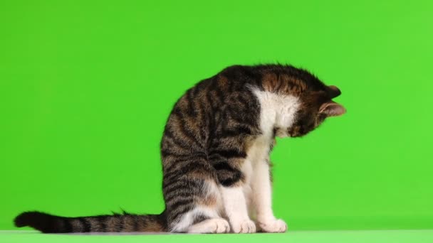 Graue Katze Leckt Wolle Auf Grünem Hintergrund — Stockvideo