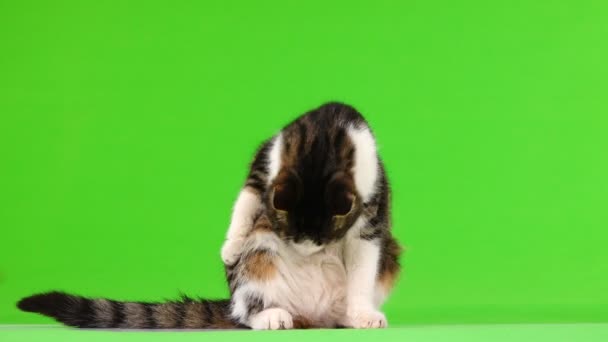 灰色の猫は緑の背景にウールを舐める — ストック動画