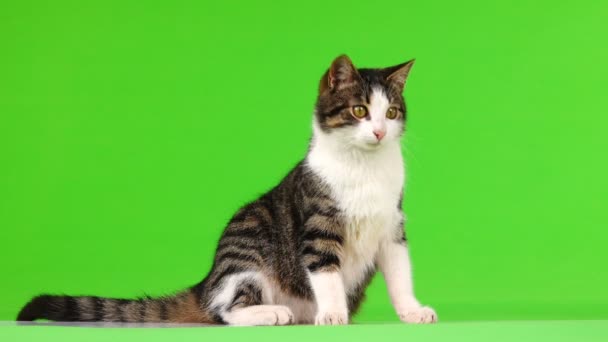 Gatto Grigio Guarda Giù Uno Sfondo Verde — Video Stock