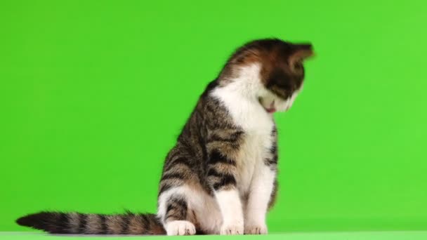 Gatto Grigio Lecca Lana Sfondo Verde — Video Stock