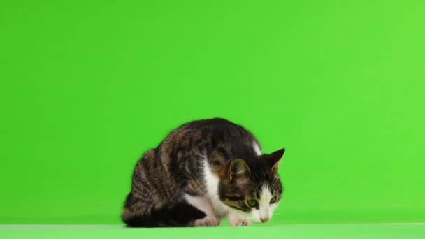 灰色の猫の手引きや 緑の背景に見える — ストック動画