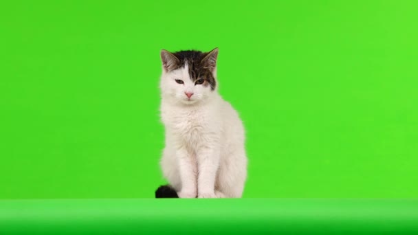 Gato Branco Vista Direções Diferentes Tela Verde — Vídeo de Stock