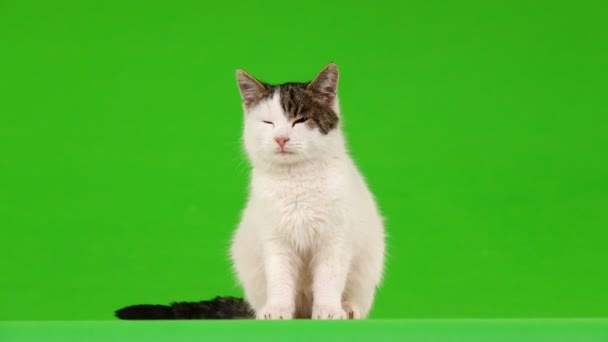 Gato Blanco Ver Diferentes Direcciones Pantalla Verde — Vídeo de stock