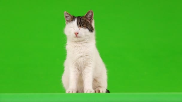Gato Branco Vista Direções Diferentes Tela Verde — Vídeo de Stock