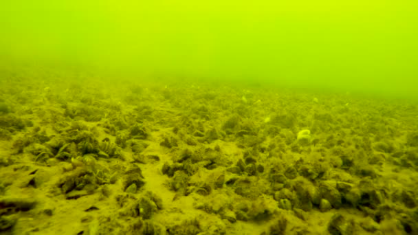 Fondo Del Río Una Profundidad Metros Invierno Una Gran Helada — Vídeos de Stock