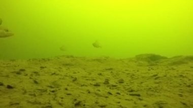 levrek boyunca su altında 10 metre derinlikte yüzüyor