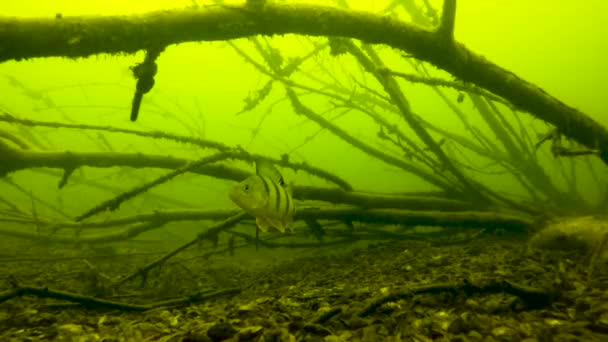 Okoń Pływa Wzdłuż Głębokości Metrów Pod Wodą — Wideo stockowe