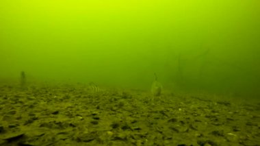 levrek boyunca su altında 10 metre derinlikte yüzüyor