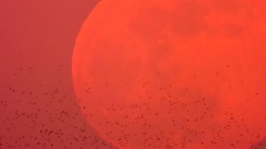 çok sayıda yükselen ayın üzerinde uçan kuşlar. Ses