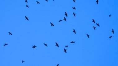 mavi ekranda uçan kargalar