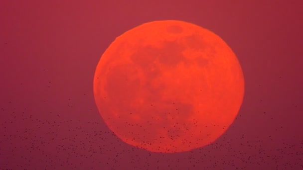 大量的鸟在升起的月亮上飞翔 — 图库视频影像