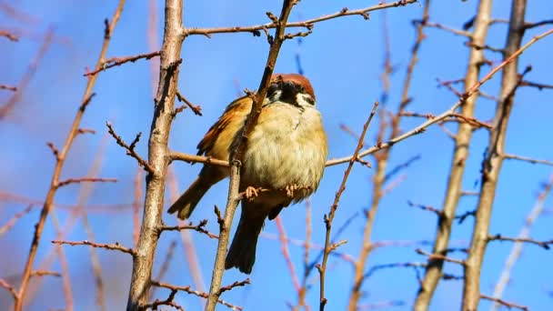 Sparrow Sitting Branch Early Spring Sound — Stock Video