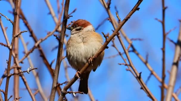 Mus Zit Een Tak Vroege Lente Geluid — Stockvideo