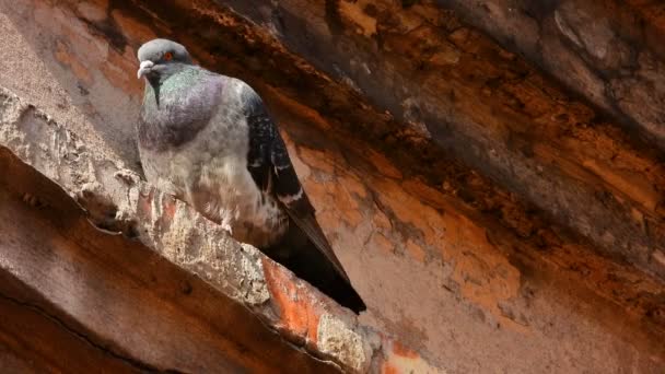 Bir Evin Kalıntıları Üzerine Oturan Güzel Güvercin — Stok video