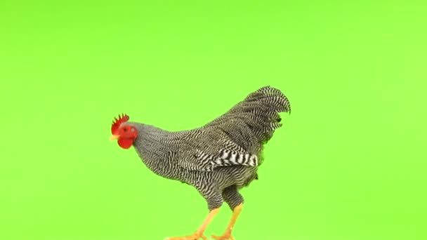 Gray Rooster Moves Green Background — Stock Video