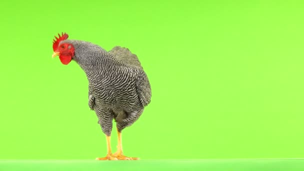 Gray Cock Looks Different Directions Green Background — Stock Video