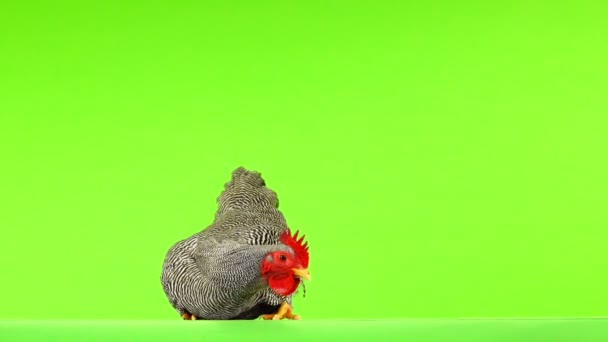 Gray Rooster Sits Green Background Leaves Frame — Stock Video